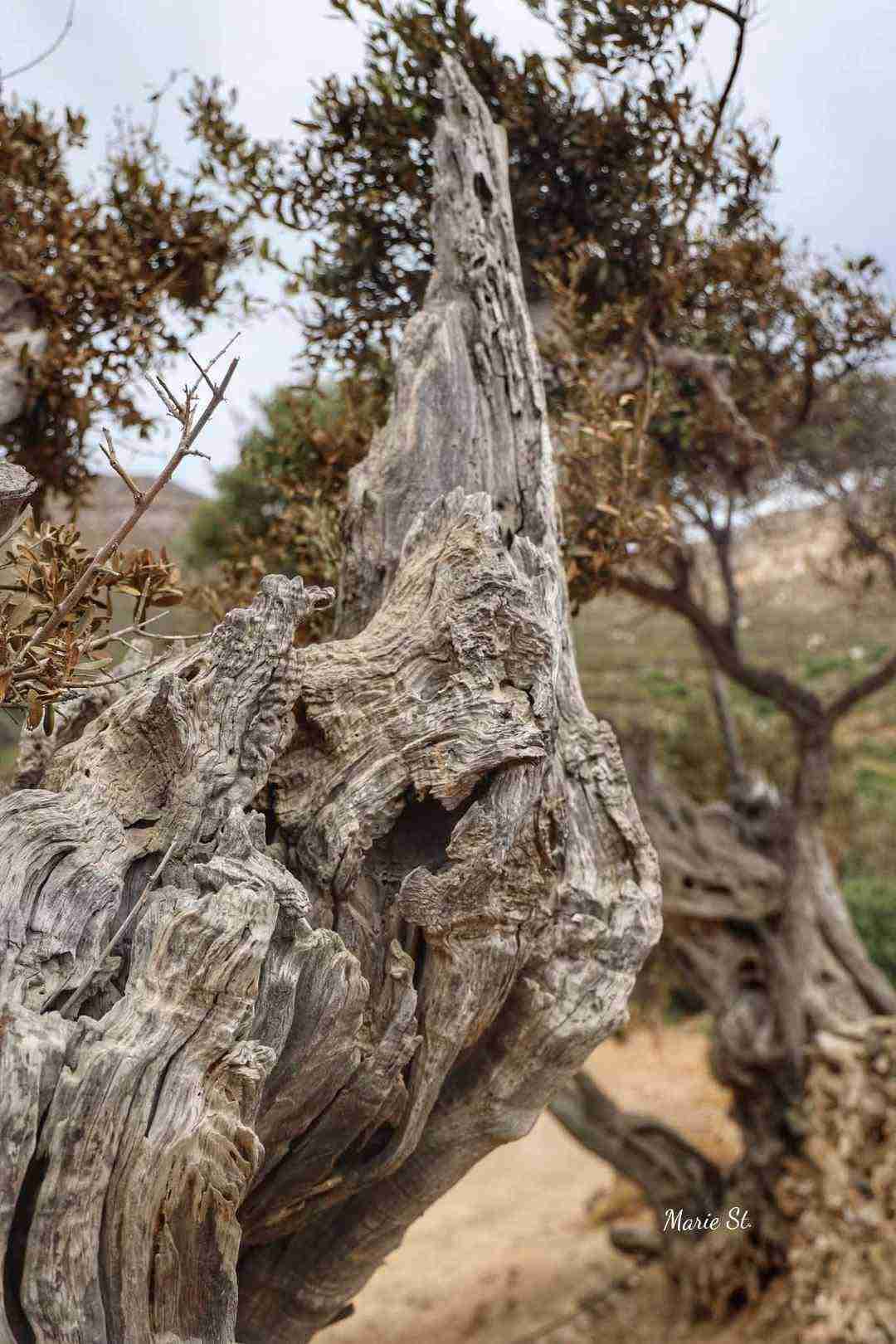 Αρχαίο ξύλο με φυσικές λεπτομέρειες